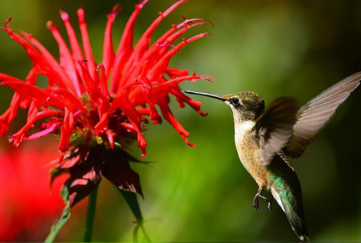 Hummingbird sucking nectar from Bee Balm