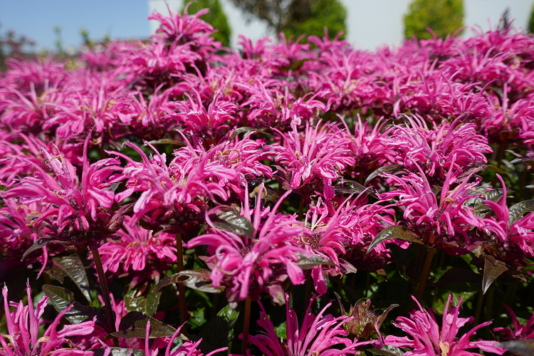 Bee Balm Monarda with vibrant pink blooms in summer. 