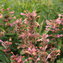Bee feeding on hummingbird mint flowers