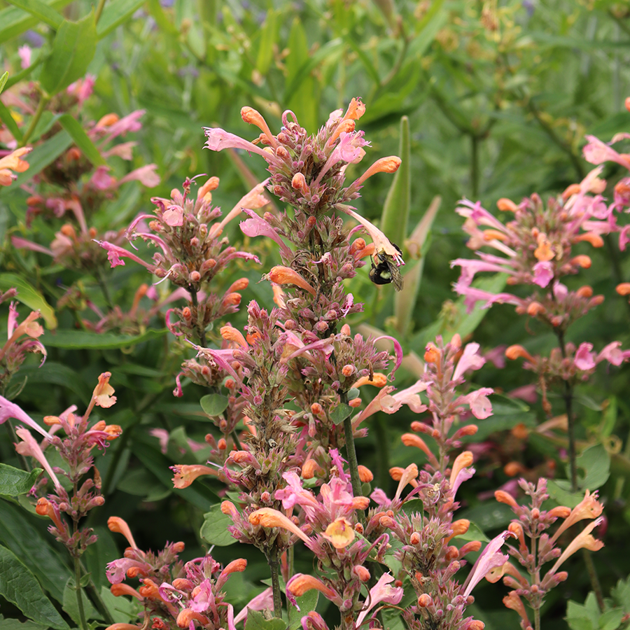 Bee feeding on hummingbird mint flowers