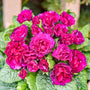 Bouquet of bright pink primrose flowers with green leaves