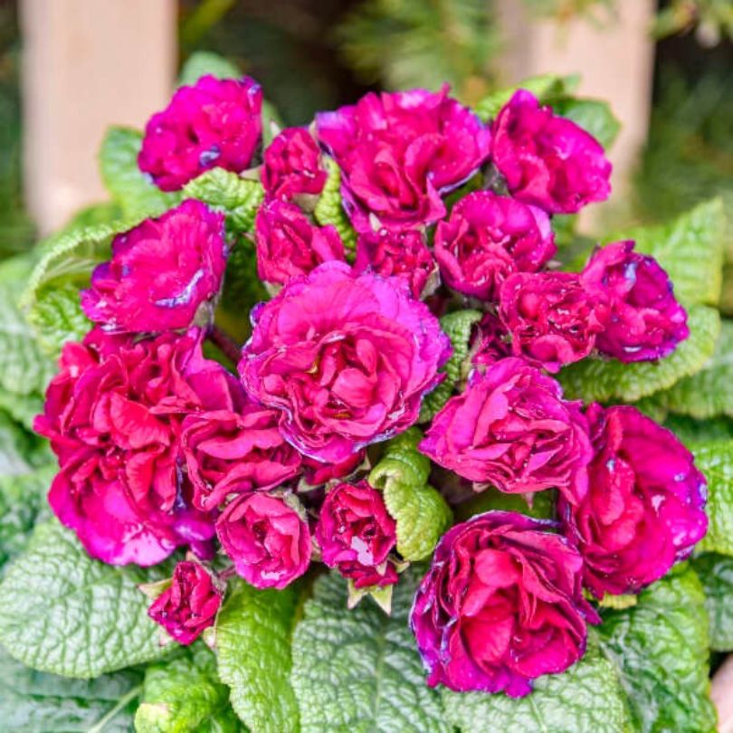 Bouquet of bright pink primrose flowers with green leaves