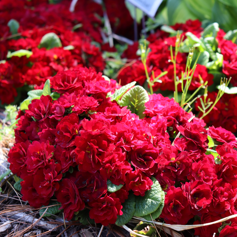 Vivid red primrose blooms with sunlight shining on them