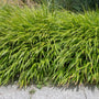 Feuilles d'un vert éclatant de l'herbe forestière japonaise 'Beni Kaze' (Hakonechloa)