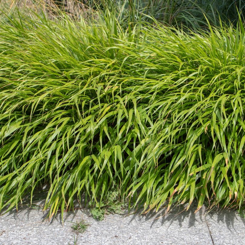 Feuilles d'un vert éclatant de l'herbe forestière japonaise 'Beni Kaze' (Hakonechloa)