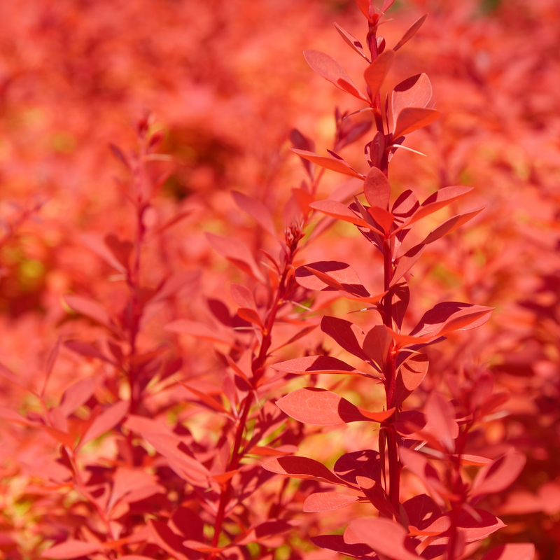 Le berbéris Sunjoy Neo est idéal pour créer une haie orange vif ou pour une plantation isolée.