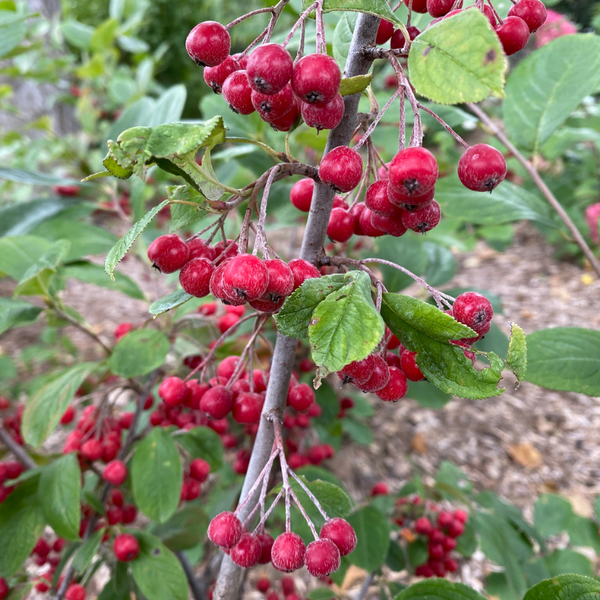 chokeberry plant Berry Scape Red Aronia Plants For Sale
