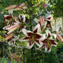 Fleurs de lys 'Beverly Dreams' sur de hautes tiges
