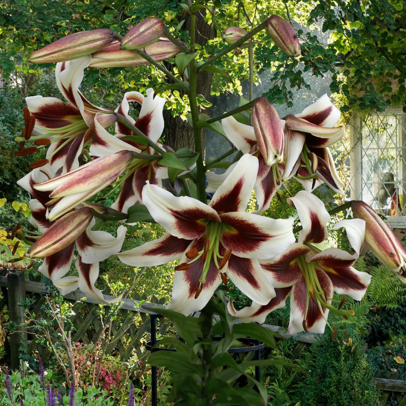 Fleurs de lys 'Beverly Dreams' sur de hautes tiges