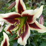 Gros plan d'un lys 'Beverly Dreams' rouge et blanc à taches rouges sur fond vert flou.