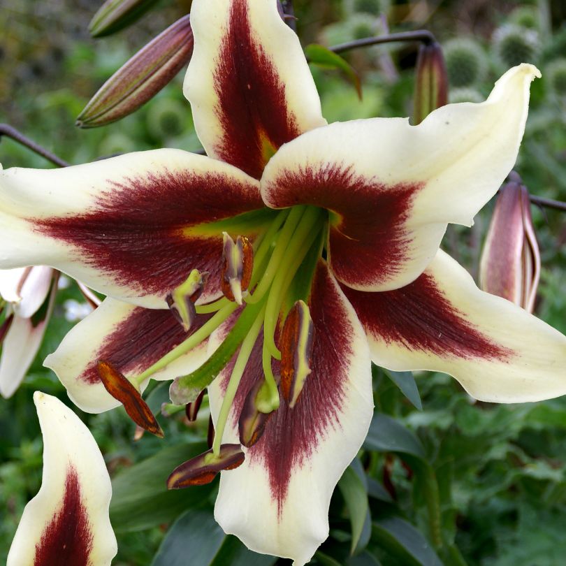 Gros plan d'un lys 'Beverly Dreams' rouge et blanc à taches rouges sur fond vert flou.