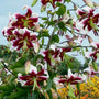 Gros plan sur des fleurs marron et blanches à feuilles vertes se détachant sur un fond naturel flou.