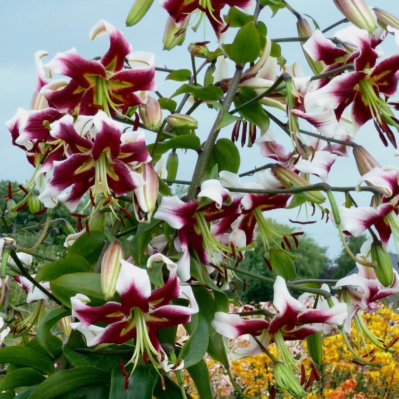 Gros plan sur des fleurs marron et blanches à feuilles vertes se détachant sur un fond naturel flou.