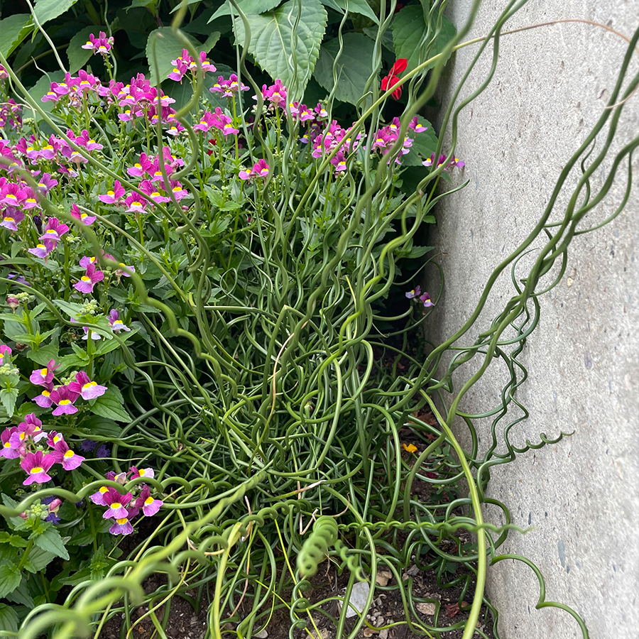 Big twister rush planted next to pink flowers