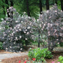 Black Lace Elderberry with dark foliage and pink flowers trailing a garden gate