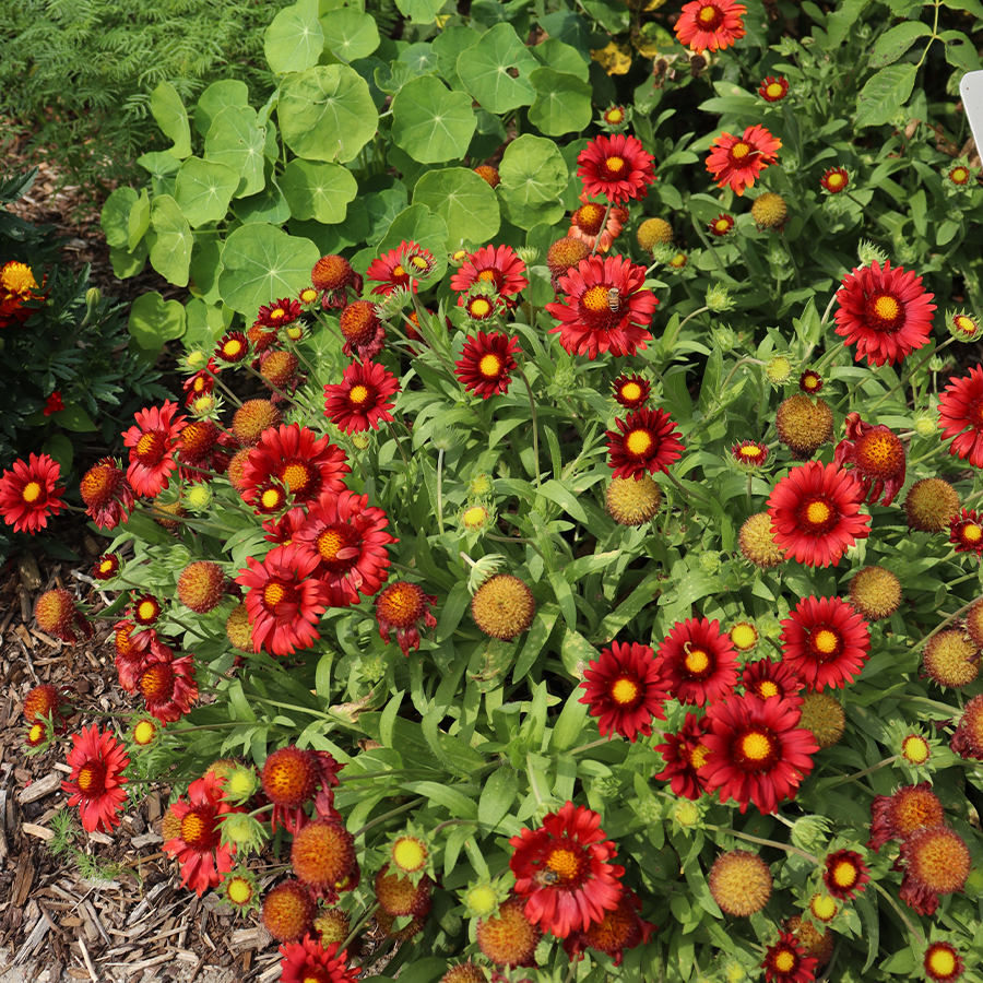 Blanket Flower (Gaillardia) 13 'Arizona Red Shades' Blanket Flower (Gaillardia)