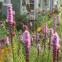Up close image of purple flower spikes from blazing star plants