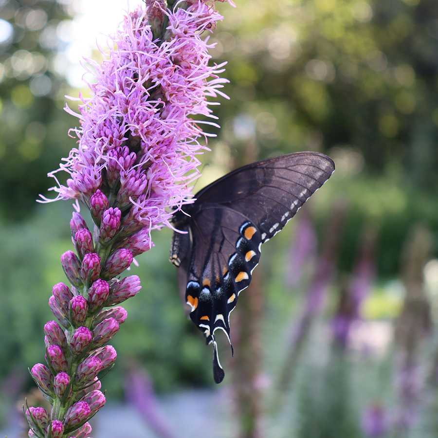 Beautiful butterfly feeding off of blazing star flower