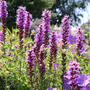 Field full of purple blazing star flowers and purple geranium flowers