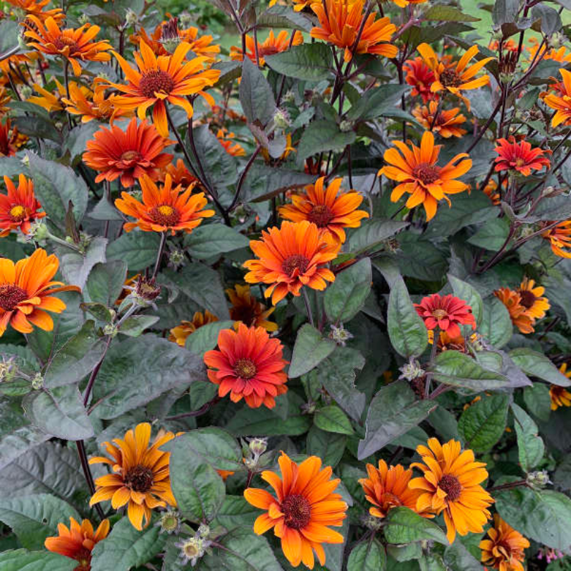 Le faux tournesol 'Bleeding Hearts' possède des fleurs orange vif qui surplombent un feuillage vert foncé.