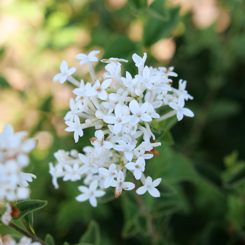 Small white flowers with four petals on Bloomerang Showmound reblooming lilac. 