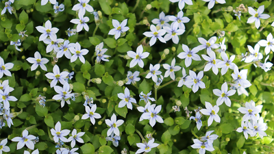 Close up image of tiny blue star creeper flowers surrounded by green foliage
