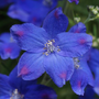 Gros plan d'une fleur de delphinium bleue aux bords roses