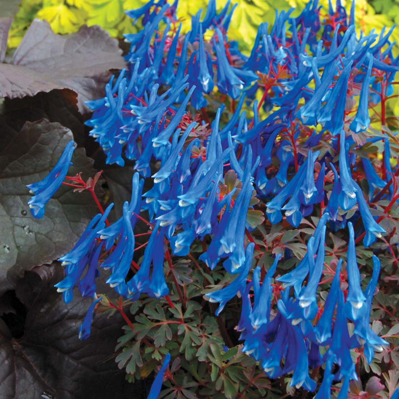 Gros plan sur les fleurs tubulaires bleu saphir de la Fumérule 'Blue Heron', sur des tiges rouge foncé.
