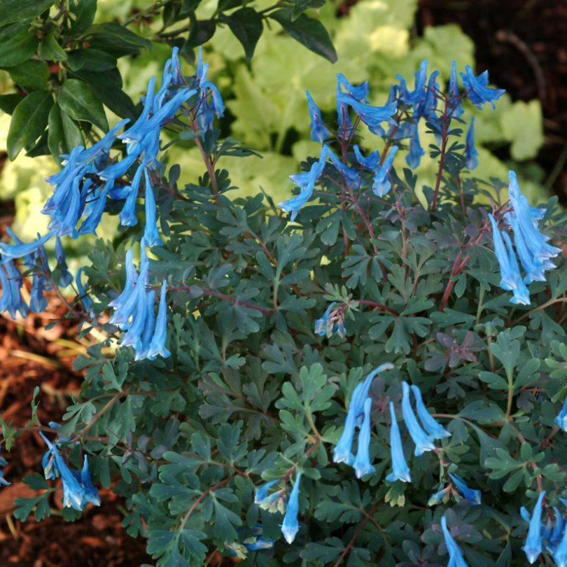Présente des fleurs tubulaires bleu saphir sur un feuillage vert foncé.