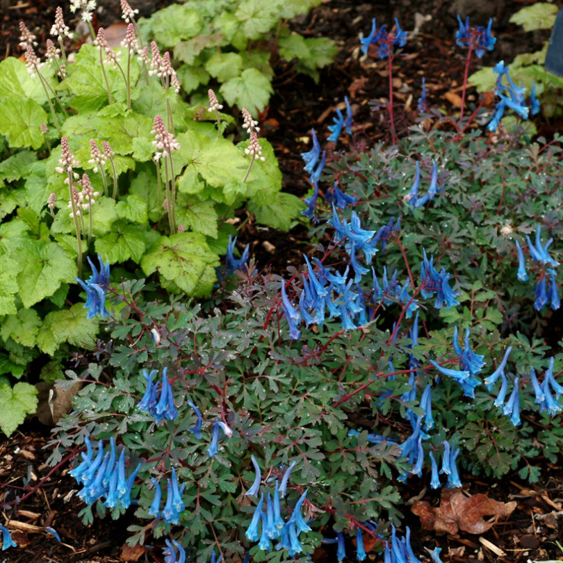 La fumeterre 'Blue Heron' se caractérise par de grandes fleurs bleu saphir parfumées, suspendues à des tiges rouges au-dessus de feuilles bleu-vert dentelées.