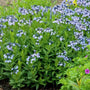 Amsonia 'Blue Ice' avec des fleurs bleues et un feuillage vert brillant au printemps