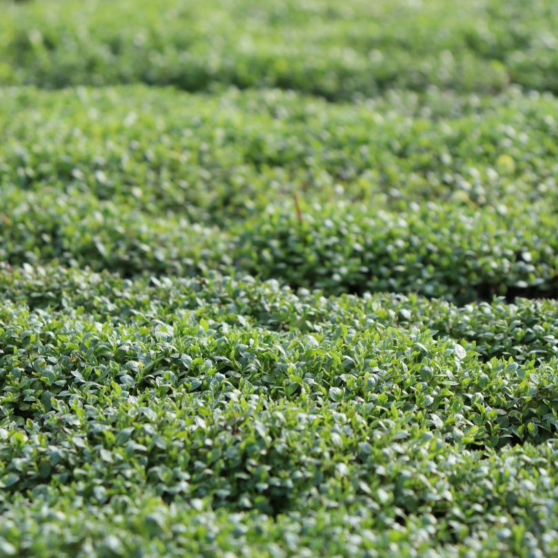 Close up of soft blue star creeper foliage