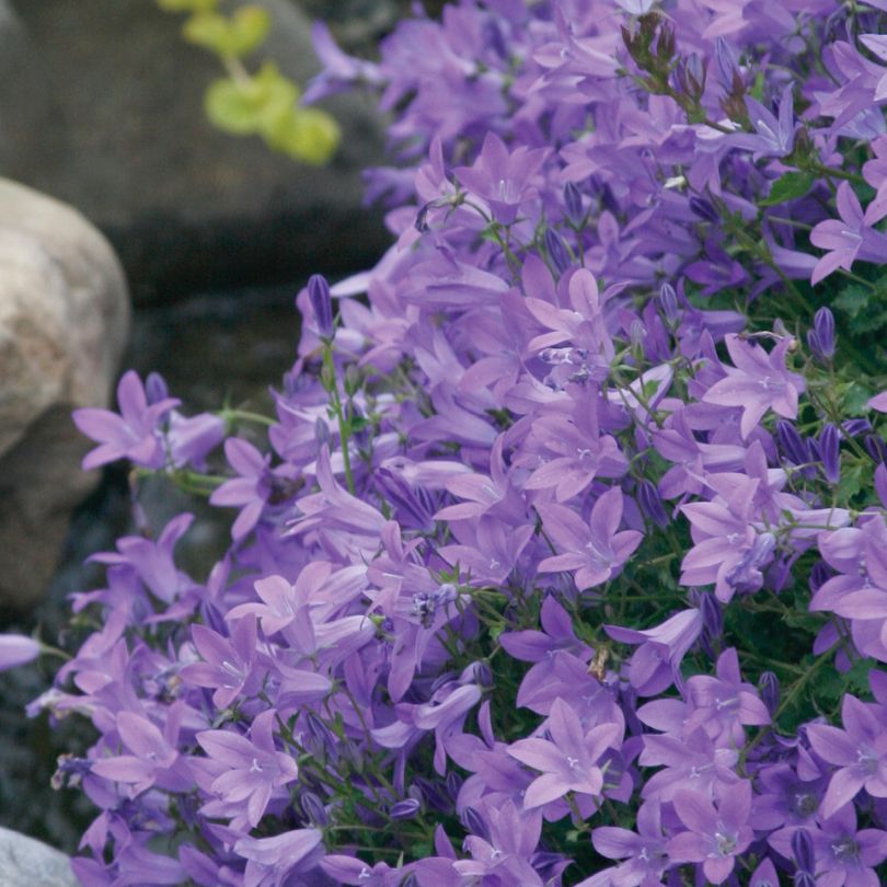 Close-up of Blue Waterfall™ Serbian Bellflower's purple flowers with a natural background