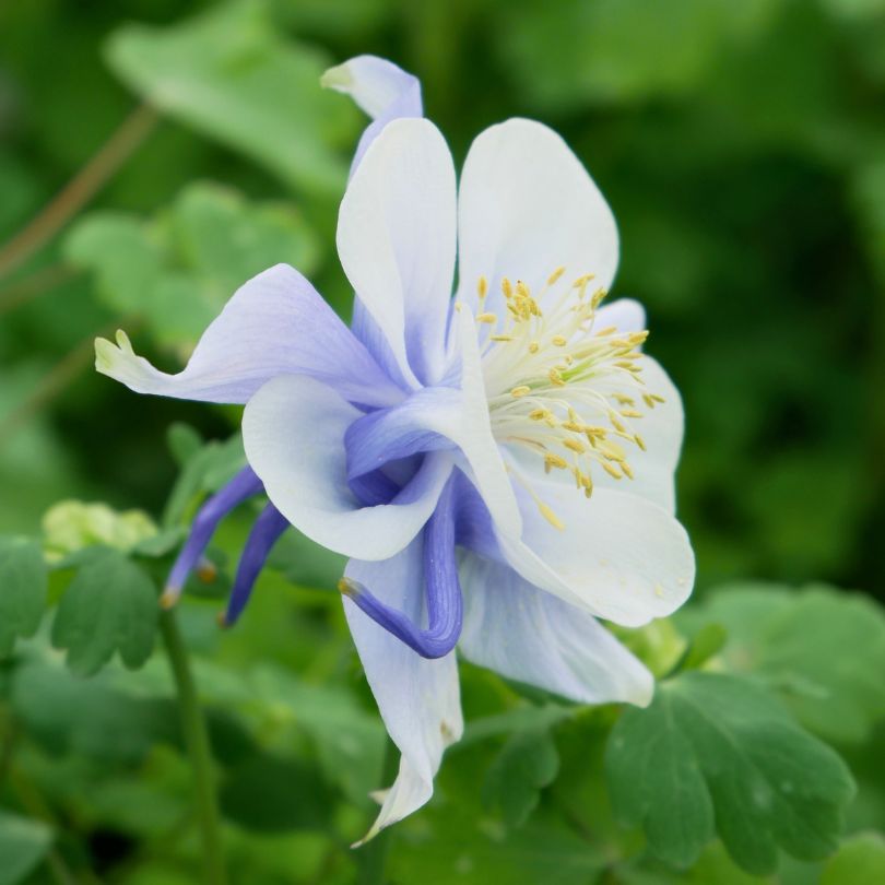 Gros plan d'une ancolie bleue et blanche