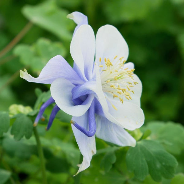 columbine indoor plant Earlybird™ Blue White Columbine (Aquilegia)