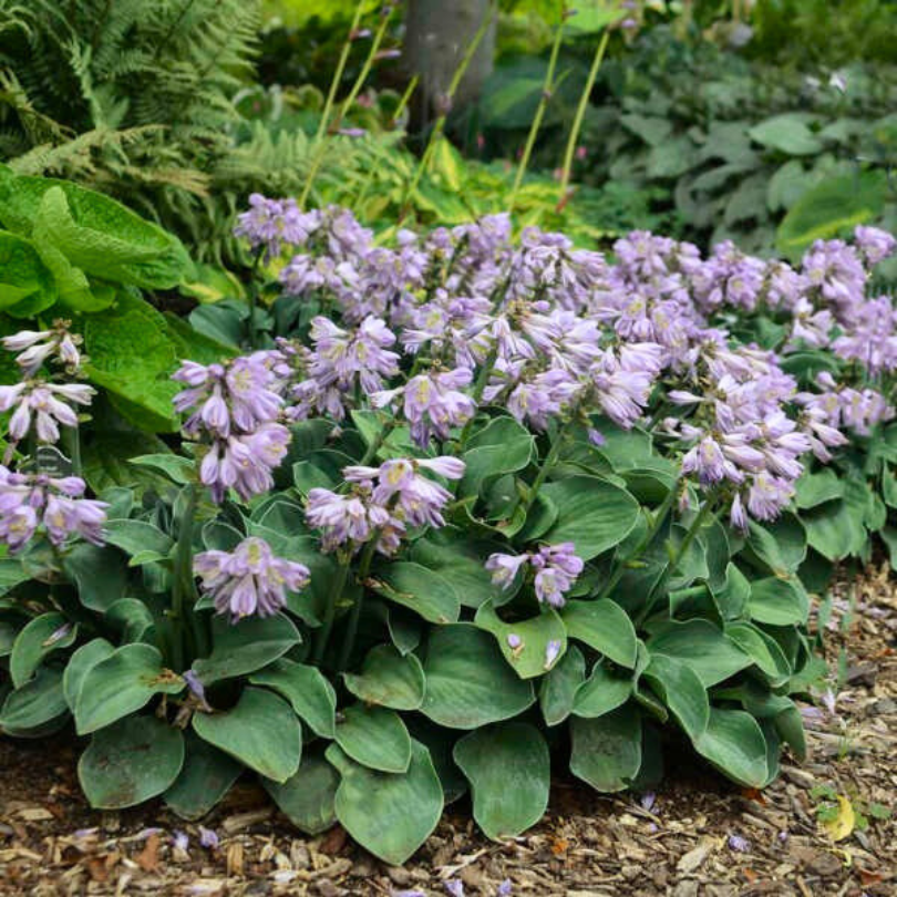 Purple hosta flowers with green leaves in a woodland garden setting