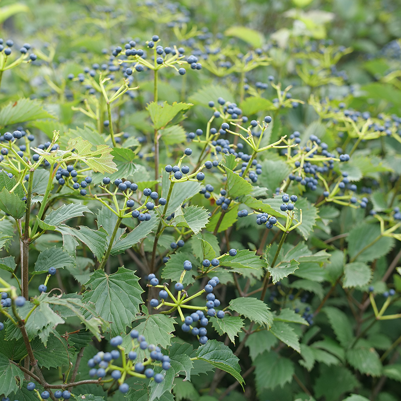 Green viburnum leaves with clusters of small blue berries