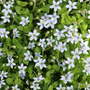 Close up image of delicate blue star creeper flowers