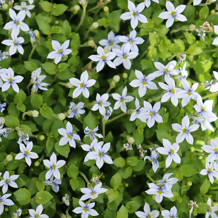 Close up image of delicate blue star creeper flowers
