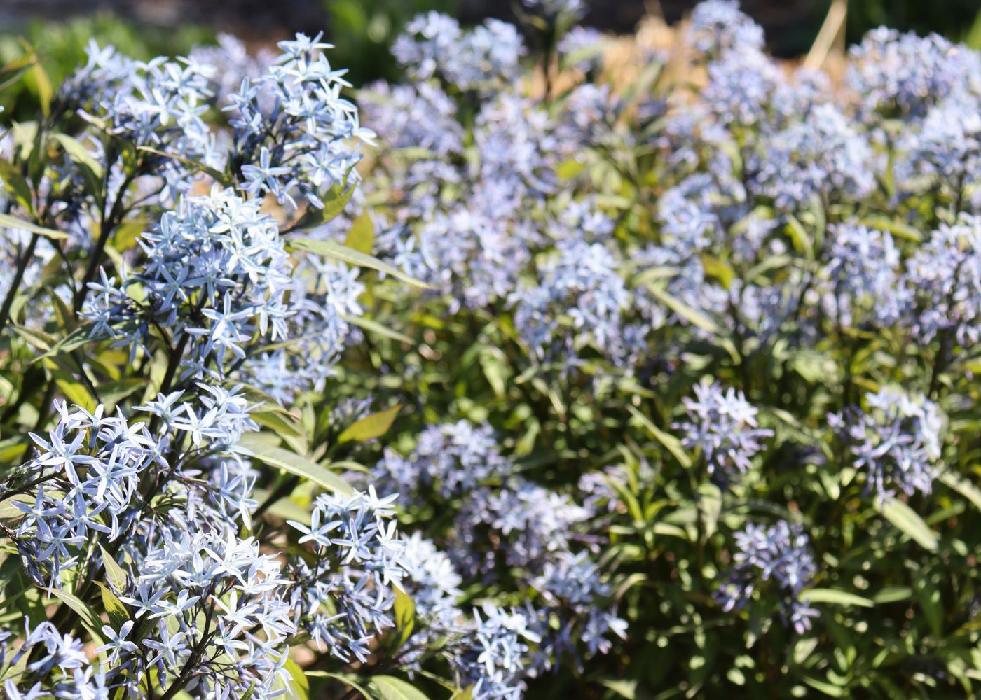 Bluestar Amsonia plants with bright periwinkle blue flowers in a sun garden