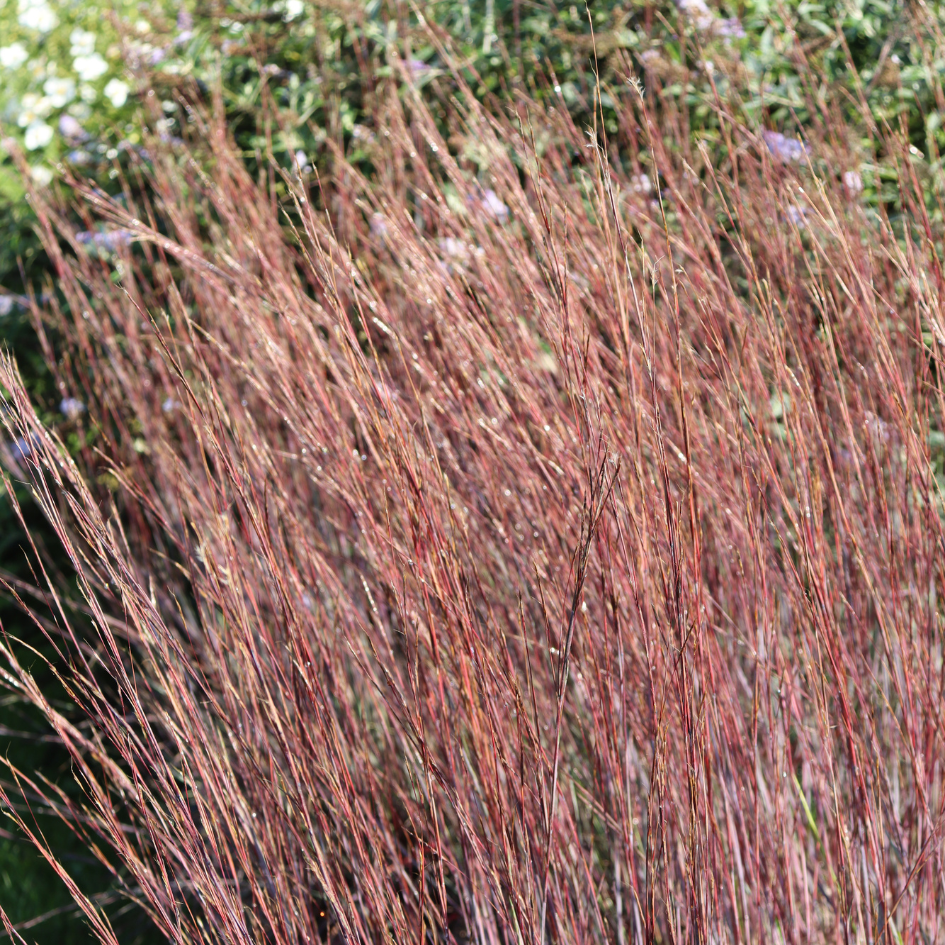Up close red bluestem foliage