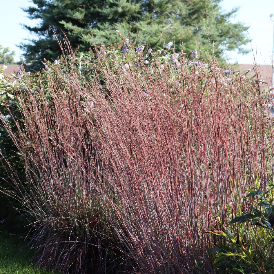 Up close red bluestem foliage