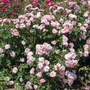 Heavy bloomer Blushing Drift Rose works great as a ground cover.