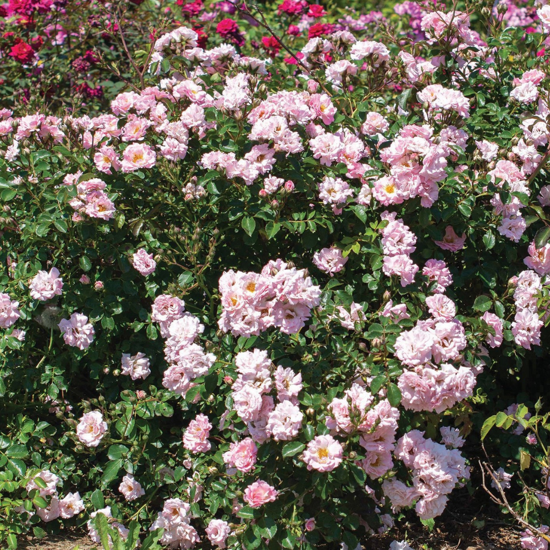 Heavy bloomer Blushing Drift Rose works great as a ground cover.