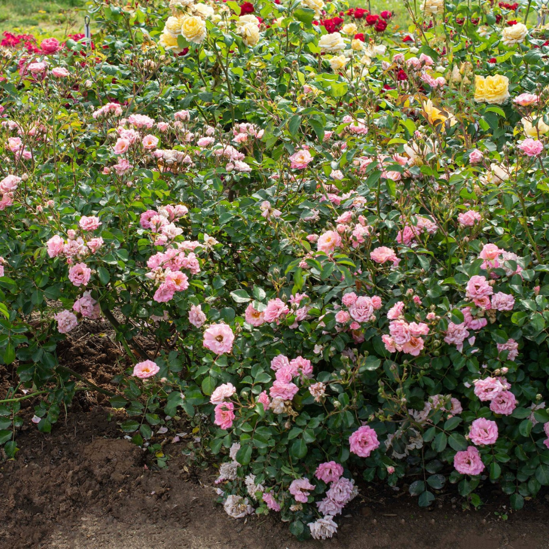 Blushing Drift rose features frilled double pink flower clusters, all in a compact habit.