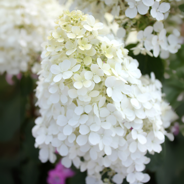 Up close image of large white Bobo panicle hydrangea flowers