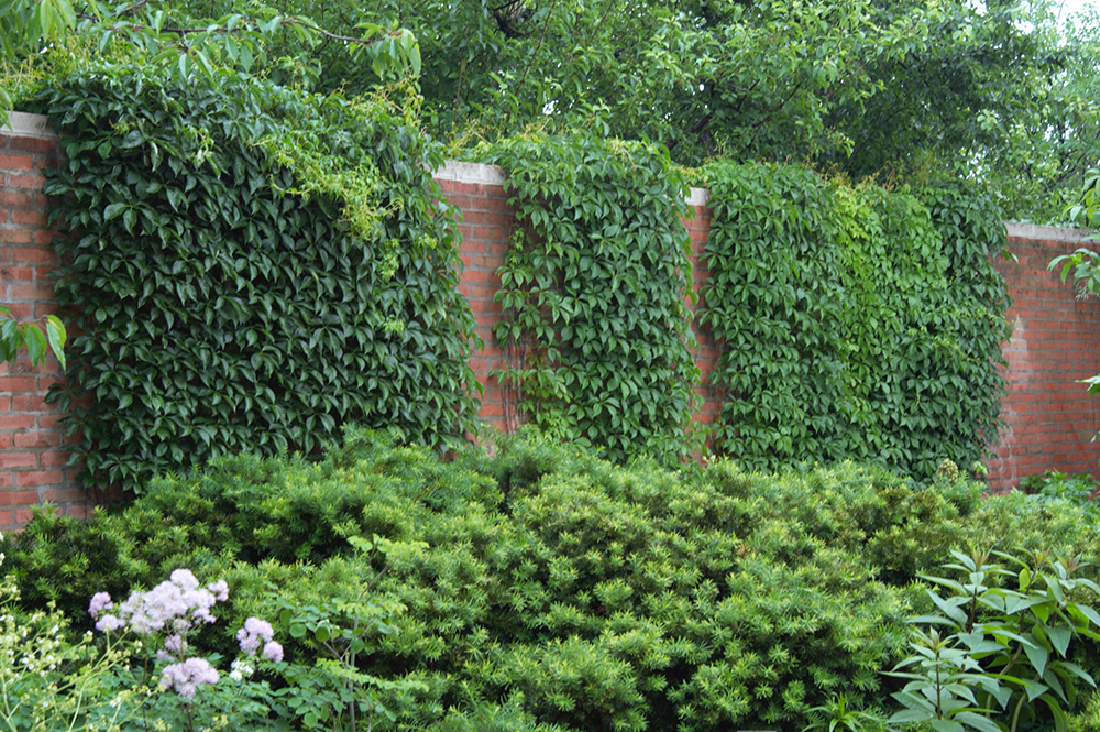 Boston ivy with vibrant green foliage climbing a brick wall