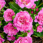Close-up of bright pink primrose flowers with green leaves