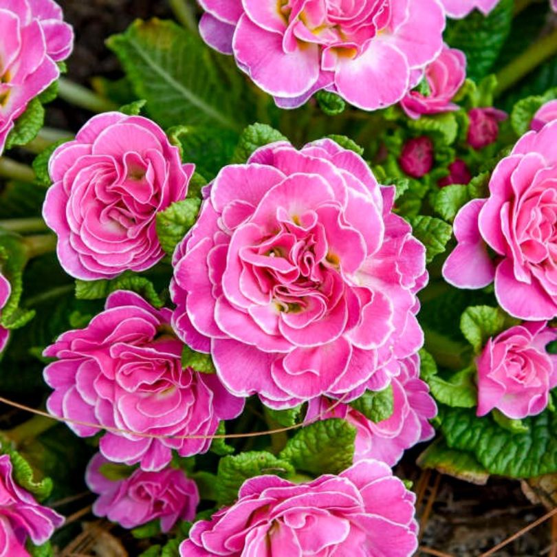 Close-up of bright pink primrose flowers with green leaves