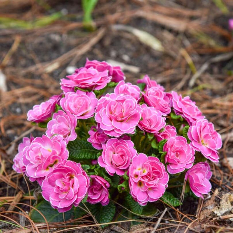 Bouquet of bright pink primrose blooms in a woodland garden